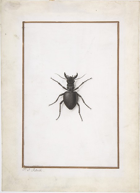 A Stag Beetle